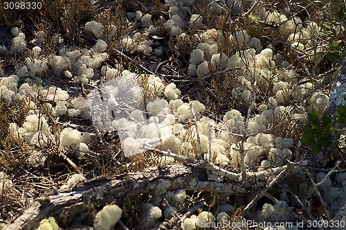 Image of natural sponges growing wild in florida