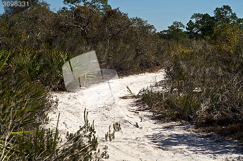 Image of sandy road in tropical florida