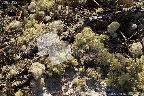 Image of sponges growing wild in florida