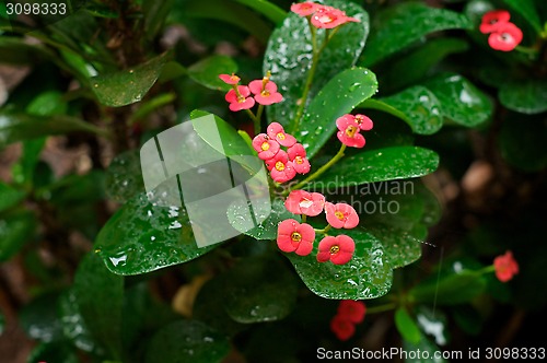 Image of tropical shrubbery in the rain