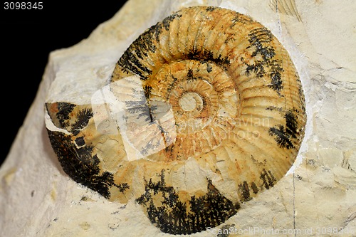 Image of Amonite fossil background