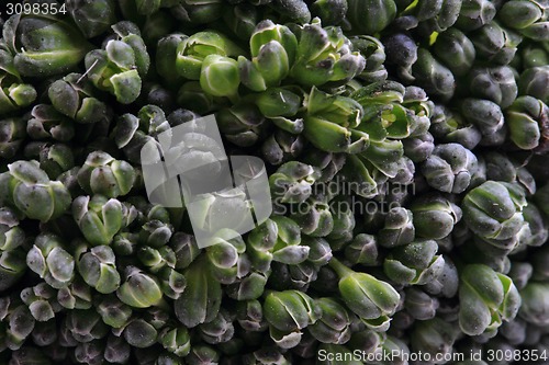 Image of green broccoli vegetable texture