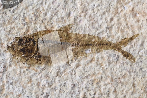 Image of fish fossil background