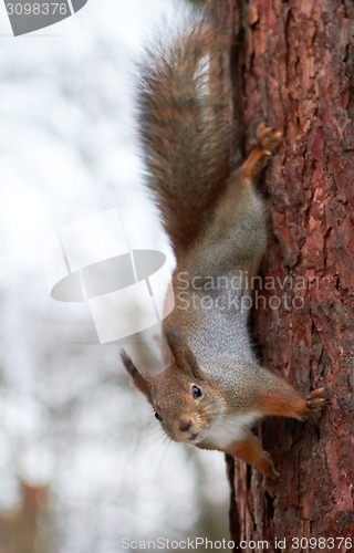 Image of squirrel upside down on a tree in the forest
