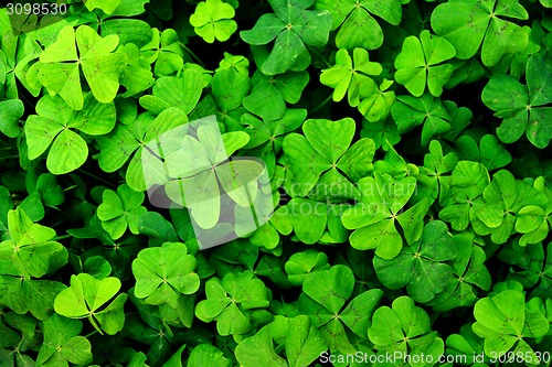 Image of green happy leaves texture