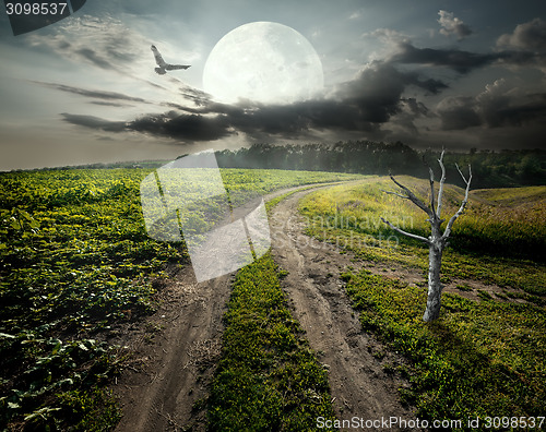 Image of Dry tree and moon