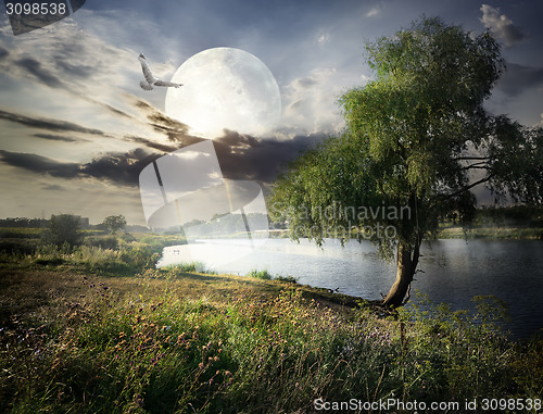 Image of Willow and moon