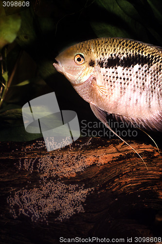 Image of Female flag cichlid protecting a clutch of egg on a root. Mesonauta festivus.