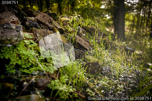 Image of Closeup of some vegetation on stones