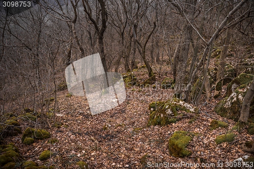 Image of Forest landscape