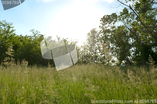 Image of Green meadow with blue sky