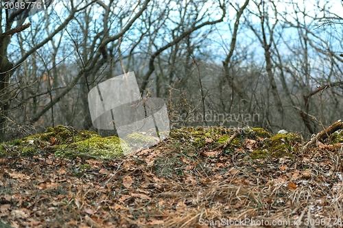 Image of Forest landscape