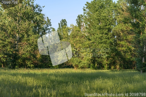 Image of Green meadow with blue sky