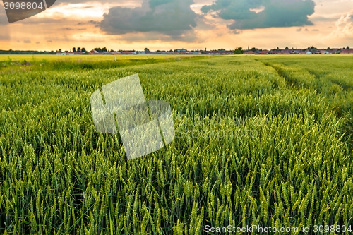 Image of Cultivated land with cloudy sky