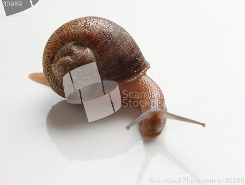 Image of Slug