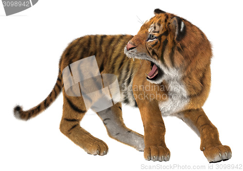 Image of Roaring Tiger