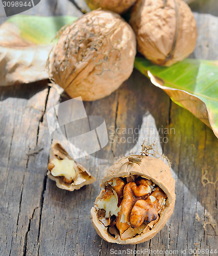 Image of walnuts isolated 