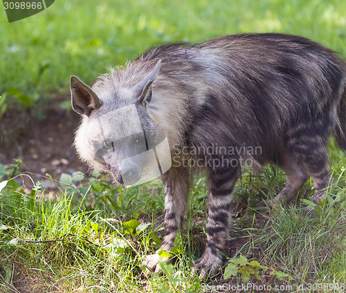 Image of Hyena