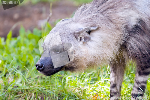 Image of Hyena