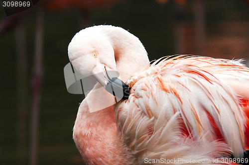 Image of Flamingo