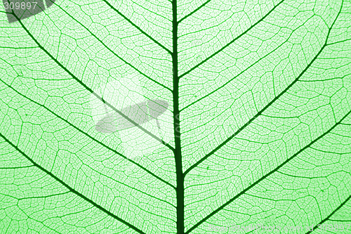 Image of leaf texture