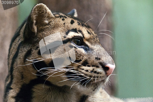 Image of Clouded leopard
