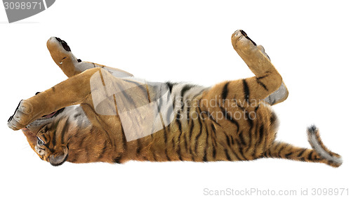 Image of Playing Tiger