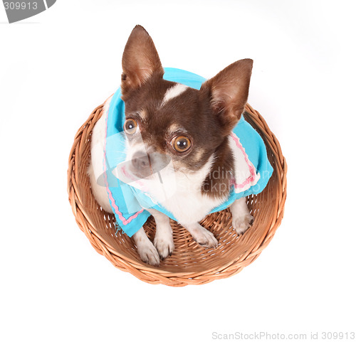 Image of chihuahua in the basket