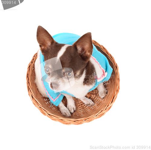 Image of chihuahua in the basket