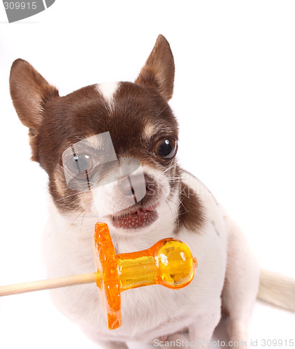 Image of chihuahua and lollipop