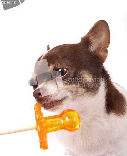 Image of chihuahua and lollipop