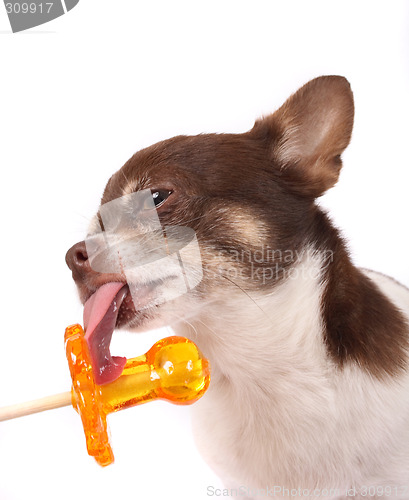 Image of chihuahua and lollipop