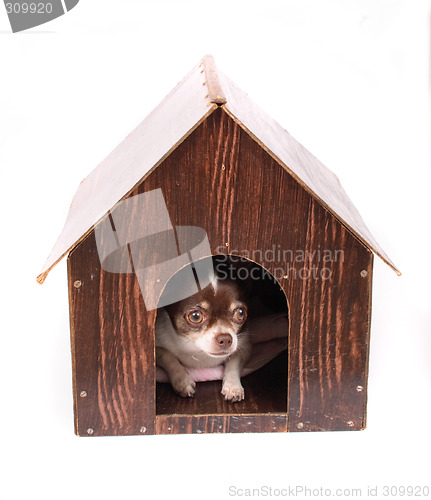 Image of chihuahua at home