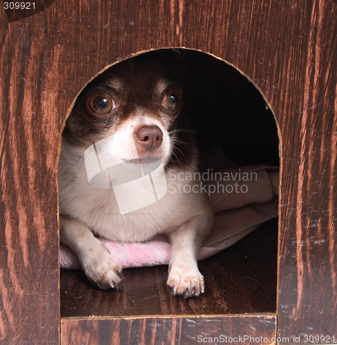 Image of chihuahua at home