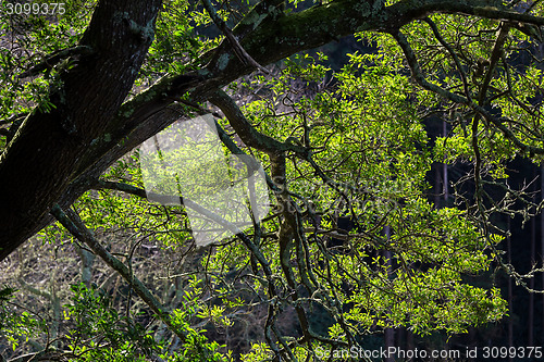 Image of Tree Branches Illuminated by Sunlight