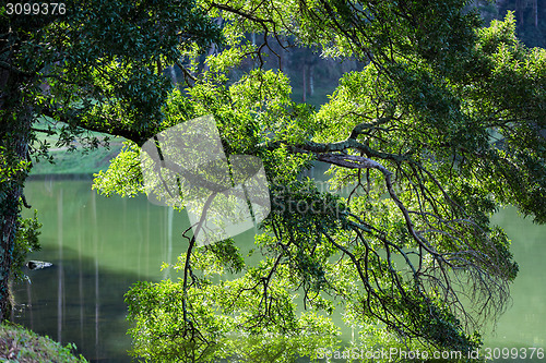 Image of Tree Branches in the Lake