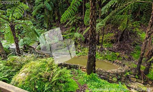 Image of Hot-Spring Pool in Tropical Forest