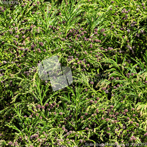 Image of Green Prickly Branches with Bumps of Coniferous Tree