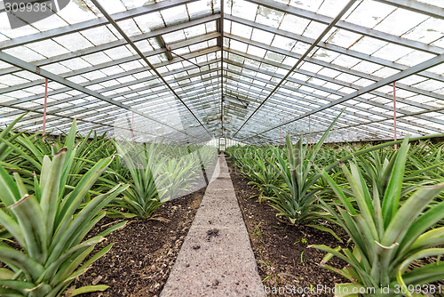 Image of Fresh Pineapples Growing into Glasshouse