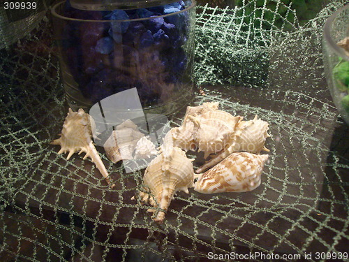 Image of shells