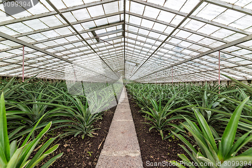 Image of Fresh Pineapples Growing into Glasshouse