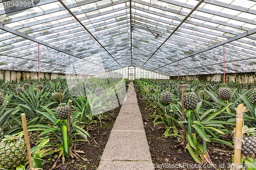 Image of Fresh Pineapples Growing into Glasshouse