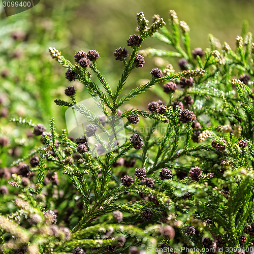 Image of Green Prickly Branches with Bumps of Coniferous Tree