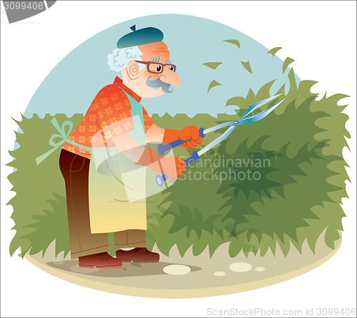 Image of The old gardener working in the garden cutting the bushes