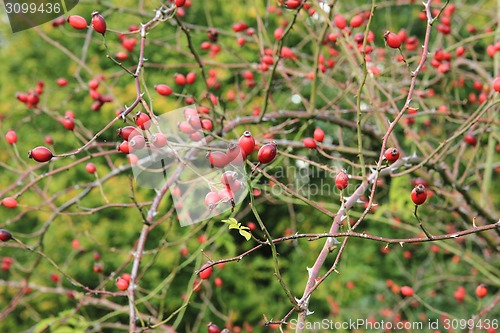 Image of wild rose fruits