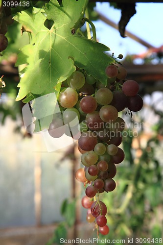 Image of red grapes fruit 