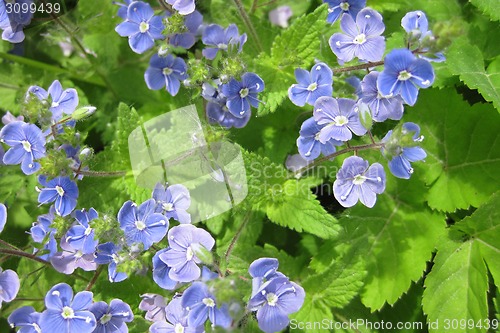 Image of blue flowers background