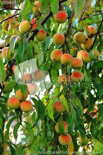 Image of peaches on the tree in the summer