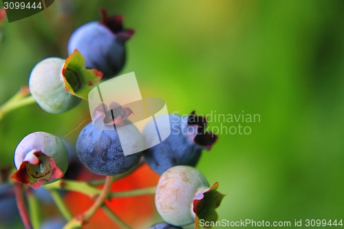 Image of blueberries in the summer