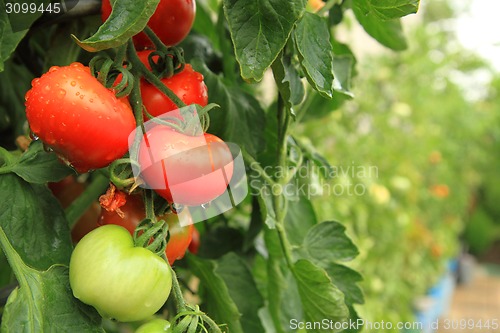 Image of fresh tomatoes on the green plant